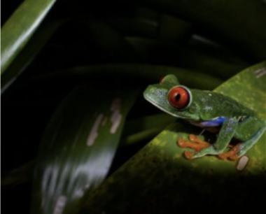 Veragua Rainforest Eco-Aventura